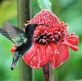 Garden Hummingbird